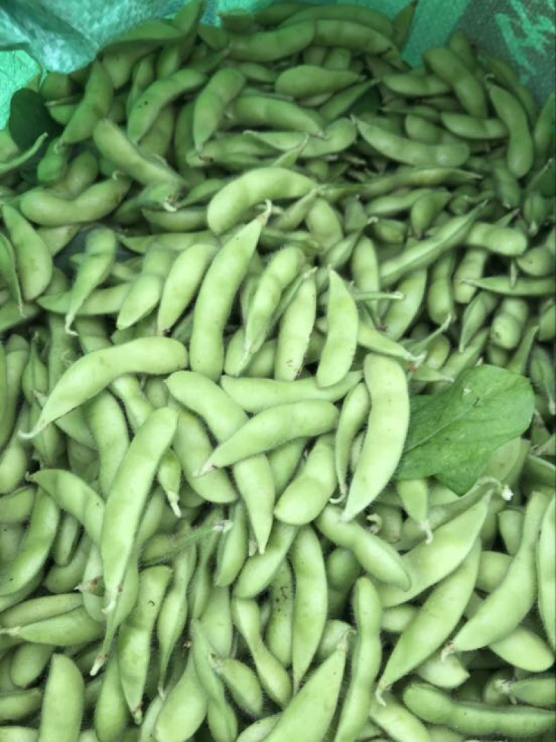 绿宝石毛豆12~18克，个头饱满