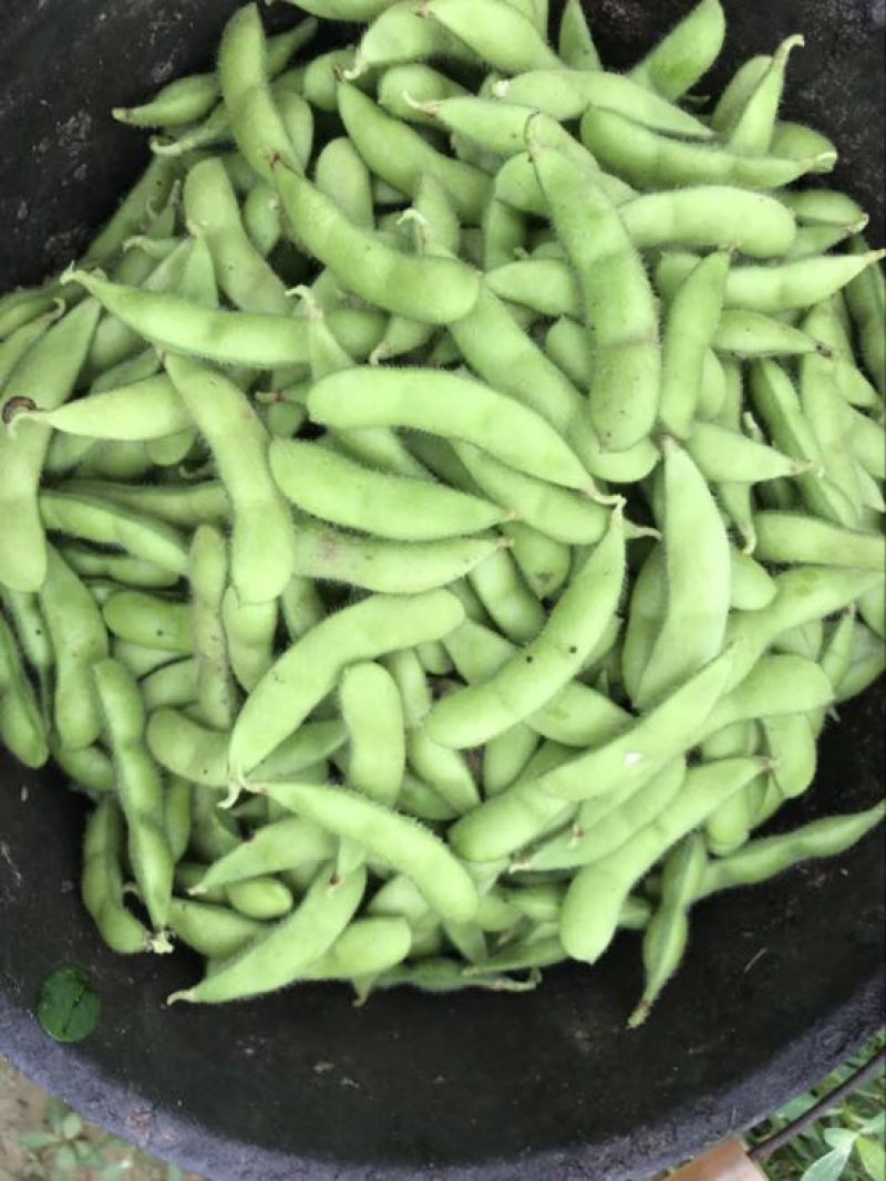 绿宝石毛豆12~18克，个头饱满