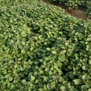 脱毒原种红薯苗茎长25~35cm，有需要的联系我！