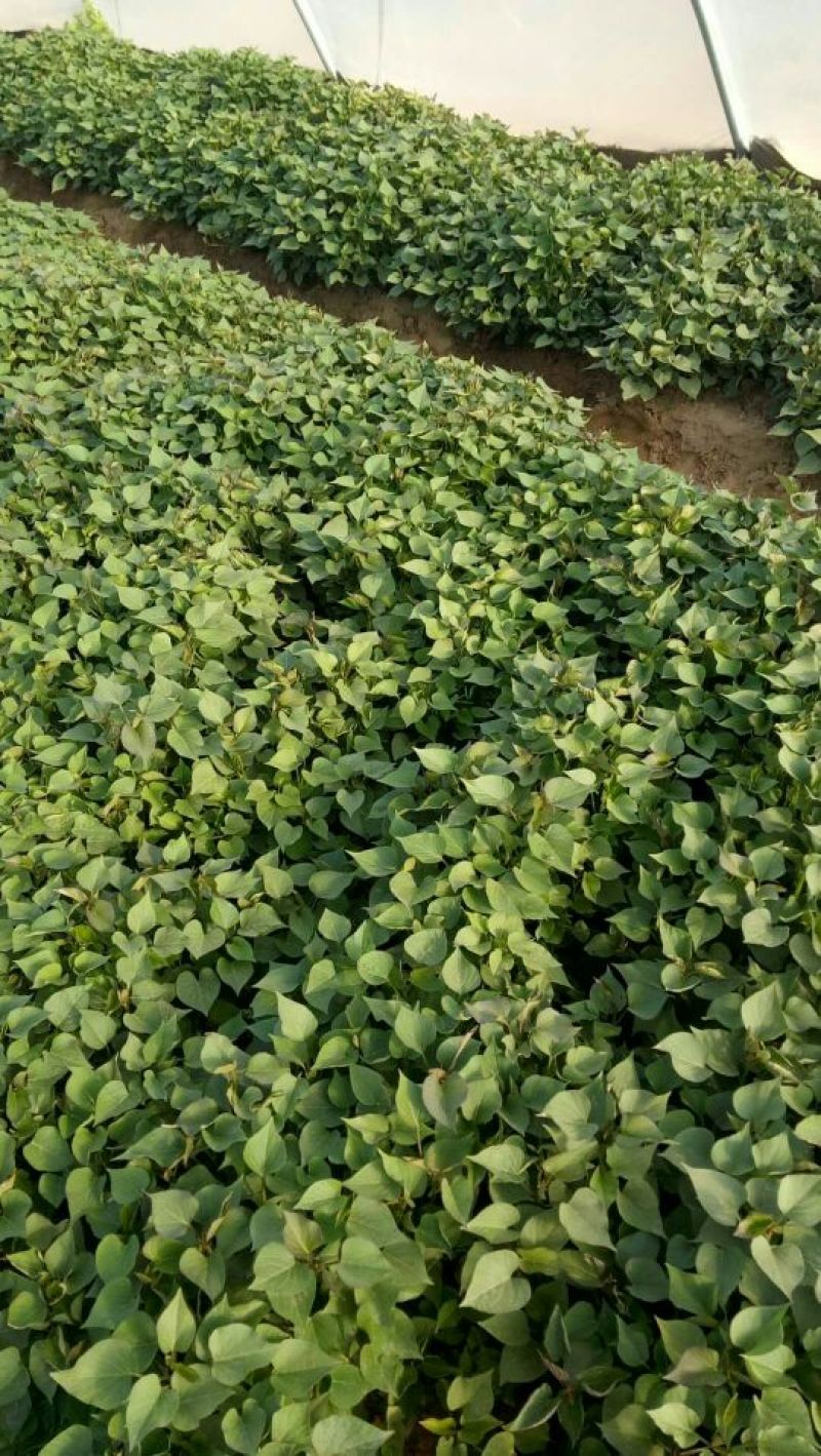 脱毒原种红薯苗茎长25~35cm，有需要的联系我！