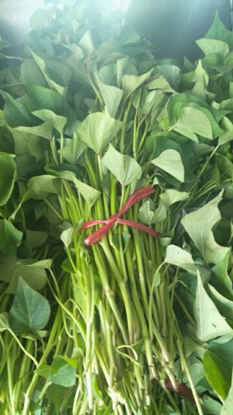 脱毒原种红薯苗茎长25~35cm，有需要的联系我！