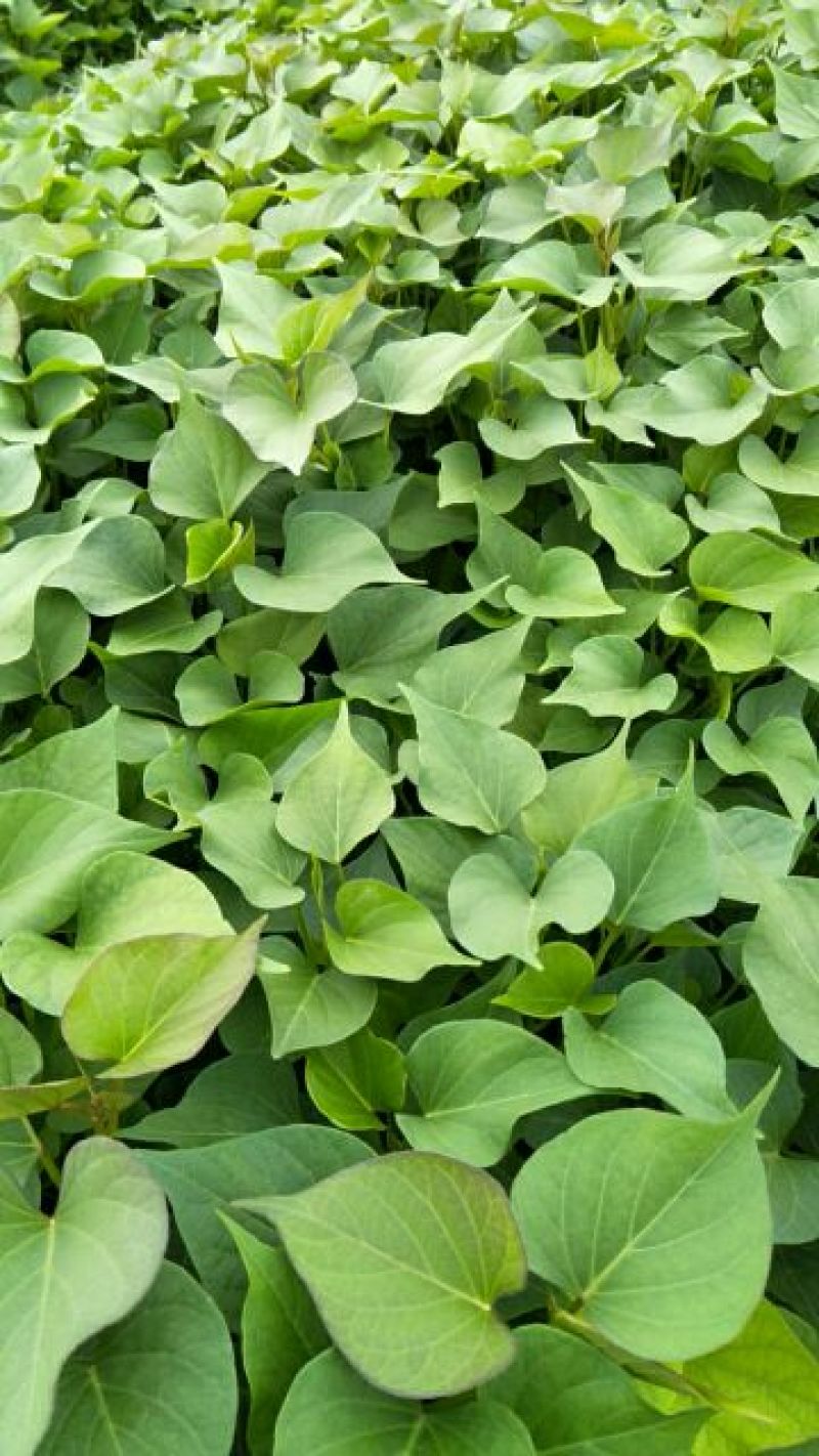 脱毒原种红薯苗茎长25~35cm，有需要的联系我！