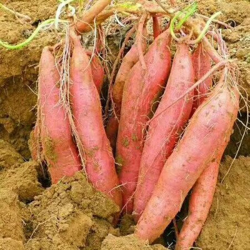 脱毒原种红薯苗茎长25~35cm，有需要的联系我！