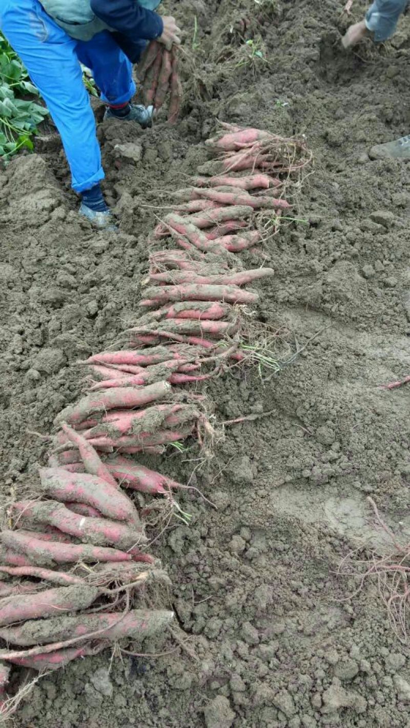 脱毒原种红薯苗茎长25~35cm，有需要的联系我！