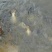 鲤鱼2~3公斤