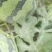 西瓜5斤打底9成熟1茬