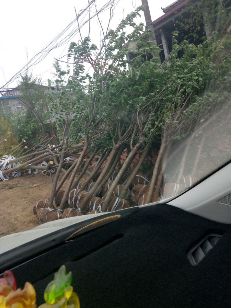 玉兰树10~12cm