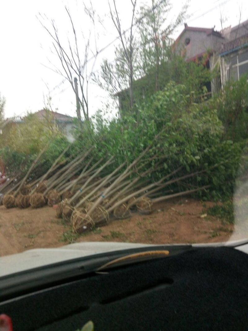 玉兰树10~12cm