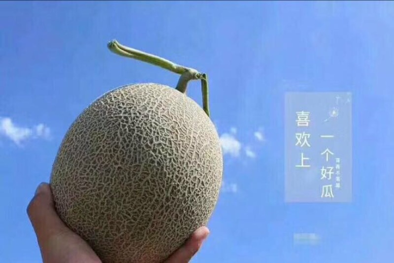 西州蜜瓜3斤以上椭圆形