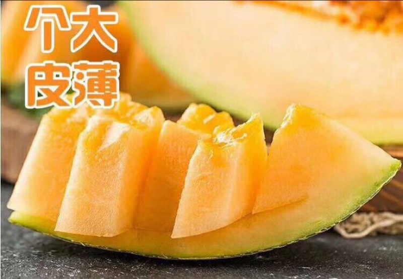 西州蜜瓜3斤以上椭圆形