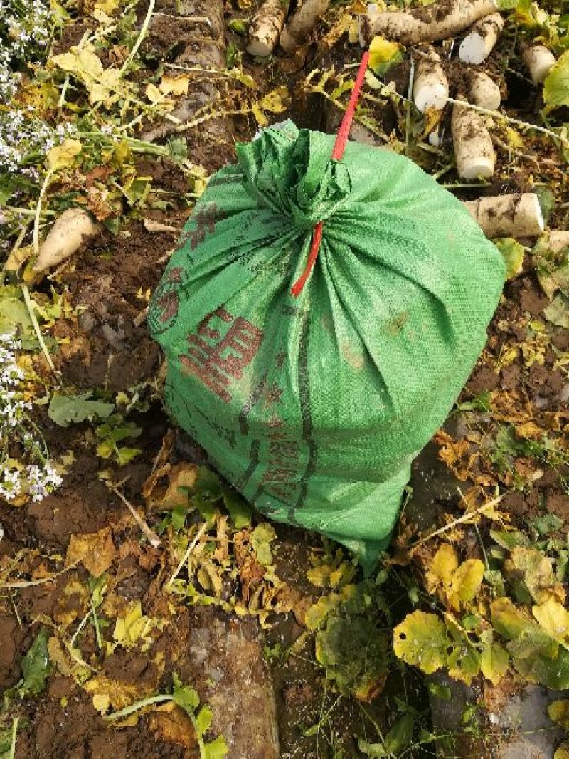 白萝卜泥萝卜**加工厂和食堂货大量有货