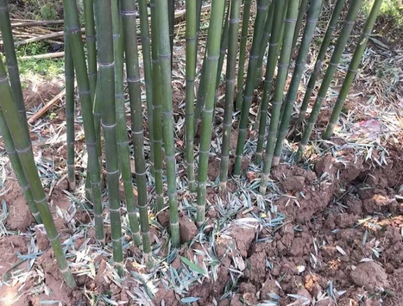 北方耐寒竹子苗四季常青户外庭院观赏风水植物盆栽青竹紫竹罗