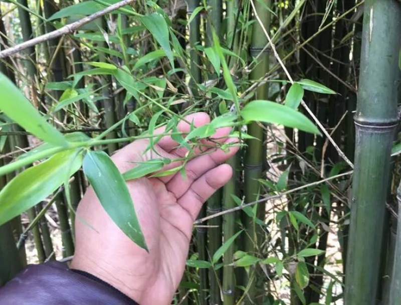 北方耐寒竹子苗四季常青户外庭院观赏风水植物盆栽青竹紫竹罗