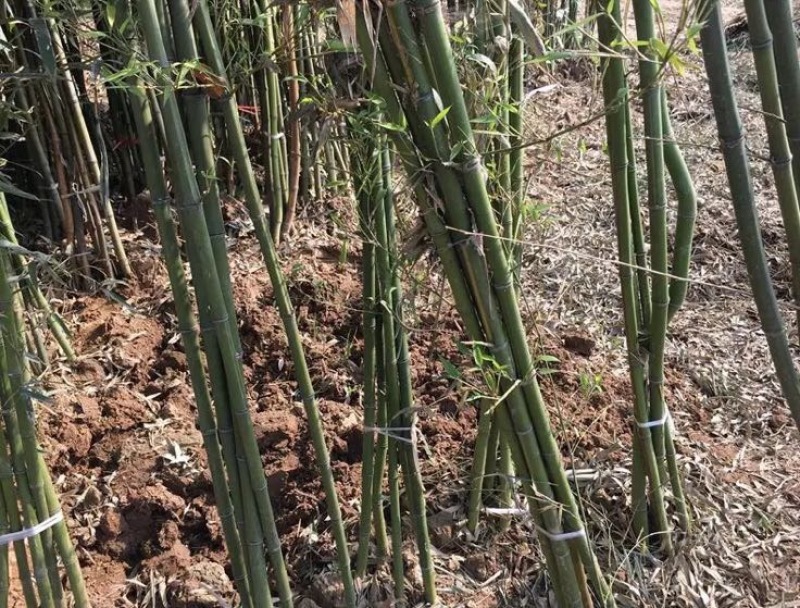 北方耐寒竹子苗四季常青户外庭院观赏风水植物盆栽青竹紫竹罗