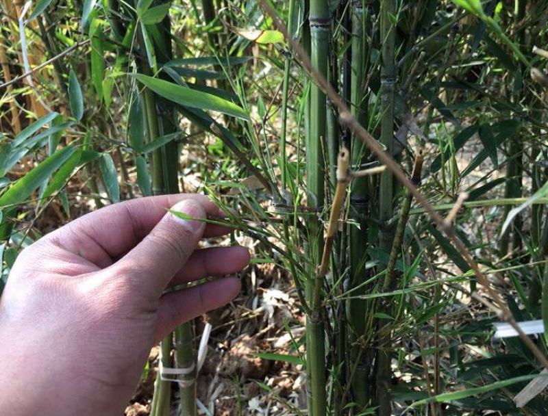 北方耐寒竹子苗四季常青户外庭院观赏风水植物盆栽青竹紫竹罗