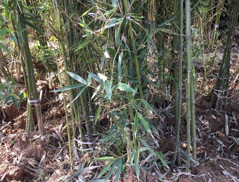 北方耐寒竹子苗四季常青户外庭院观赏风水植物盆栽青竹紫竹罗