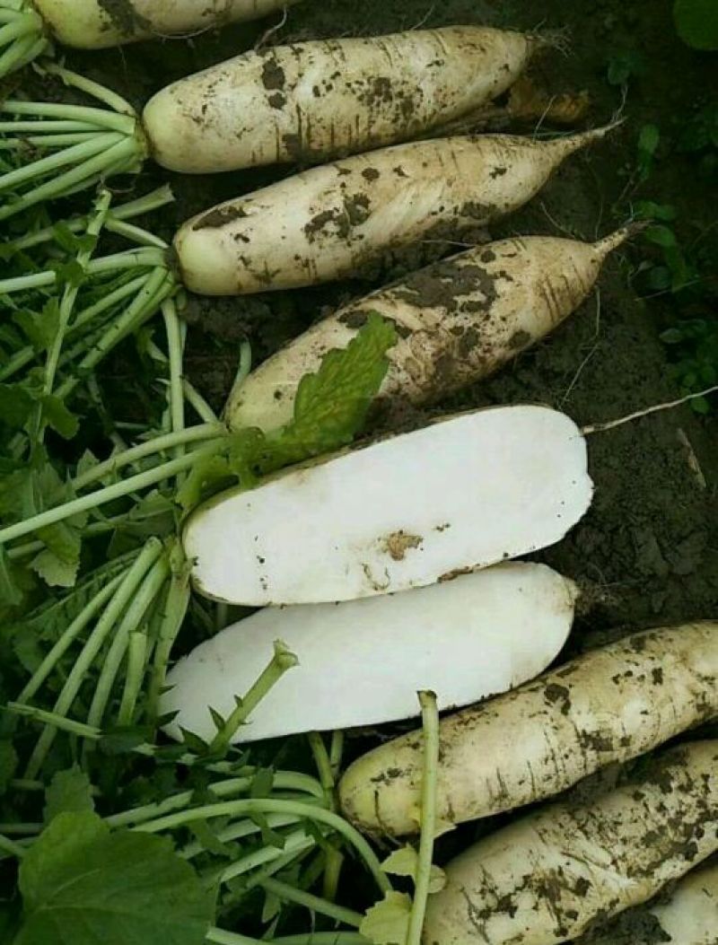 白萝卜泥萝卜**加工厂和食堂货大量有货