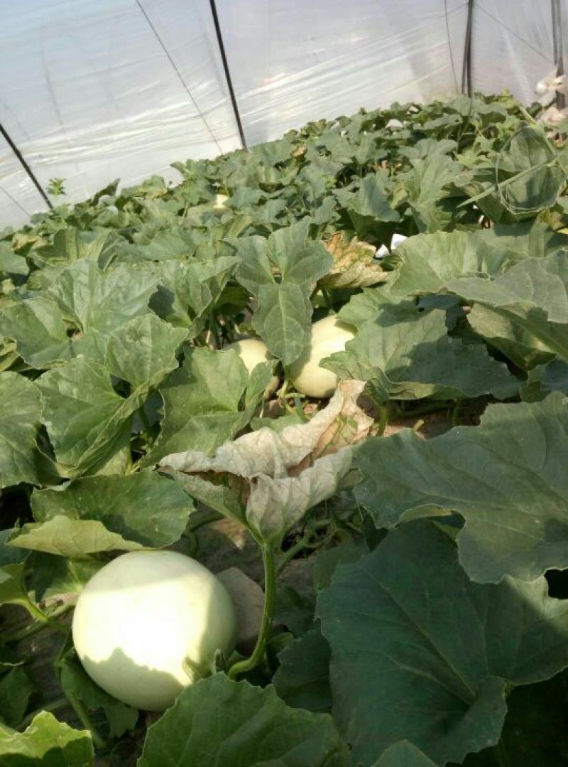 【牛商推荐】玉菇甜瓜2斤精品甜瓜基地发货欢迎实地考察