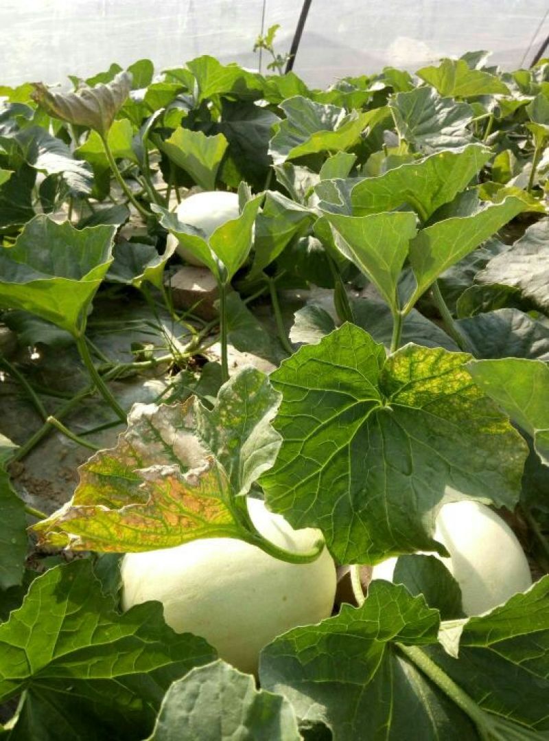 【牛商推荐】玉菇甜瓜2斤精品甜瓜基地发货欢迎实地考察
