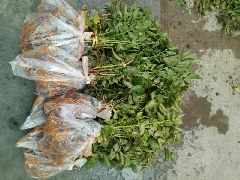 覆盆子苗双季红树莓苗当年结果覆盆子