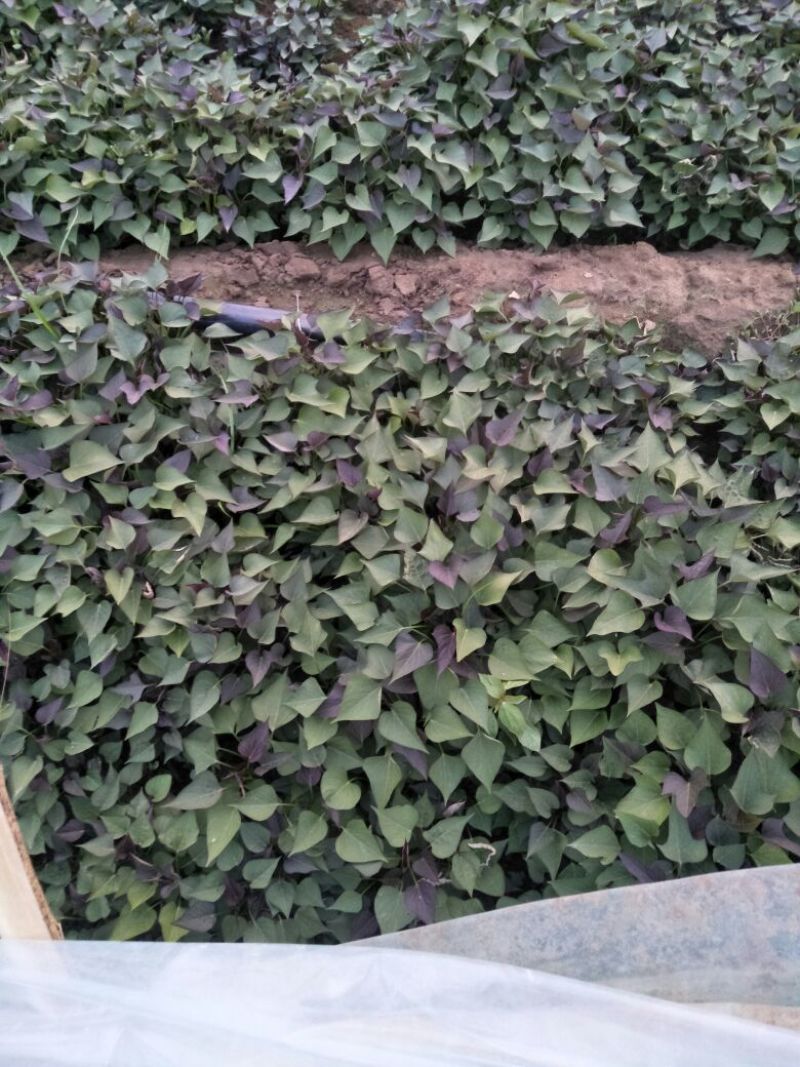 西瓜红红薯苗