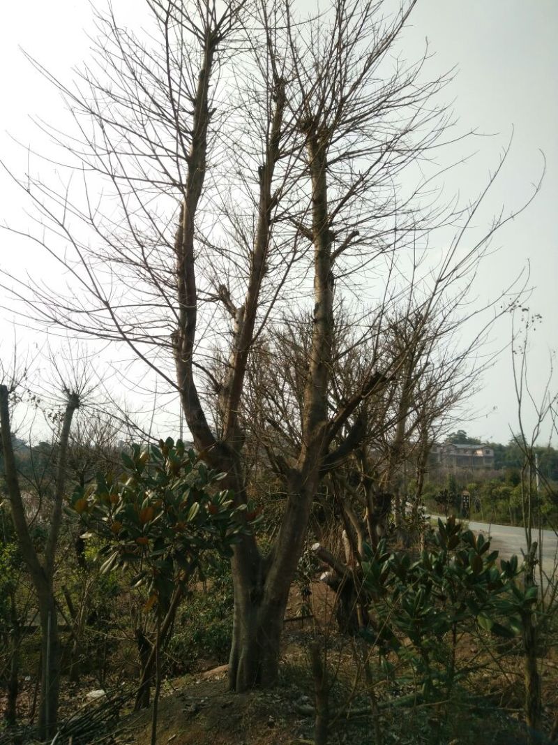 黄葛树20-80公分