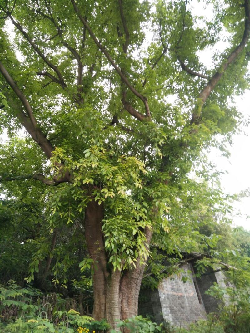 黄葛树20-80公分