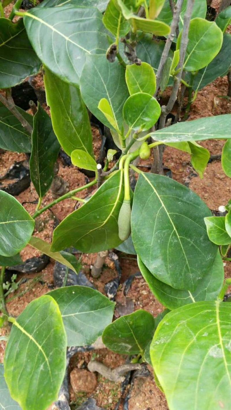 马来西亚菠萝蜜苗，泰国12号红肉菠萝蜜苗，大量供应