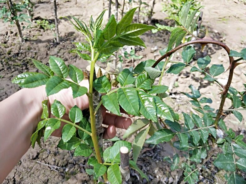 甘肃武都无刺花椒苗大红袍嫁接少刺花椒树苗提供技术指导伏椒