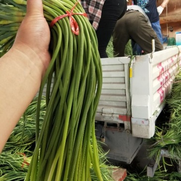金乡蒜薹大量出售金乡蒜薹常年代发精品加工