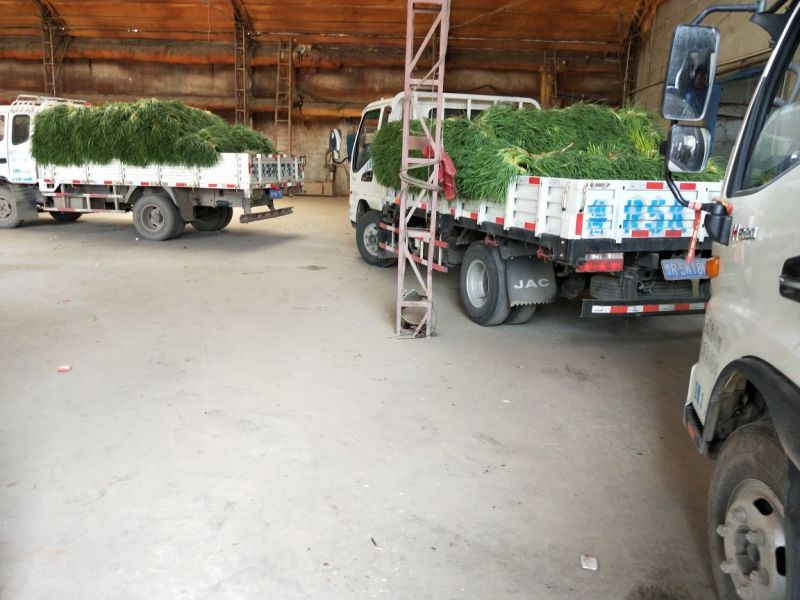 金乡蒜薹大量出售金乡蒜薹常年代发精品加工