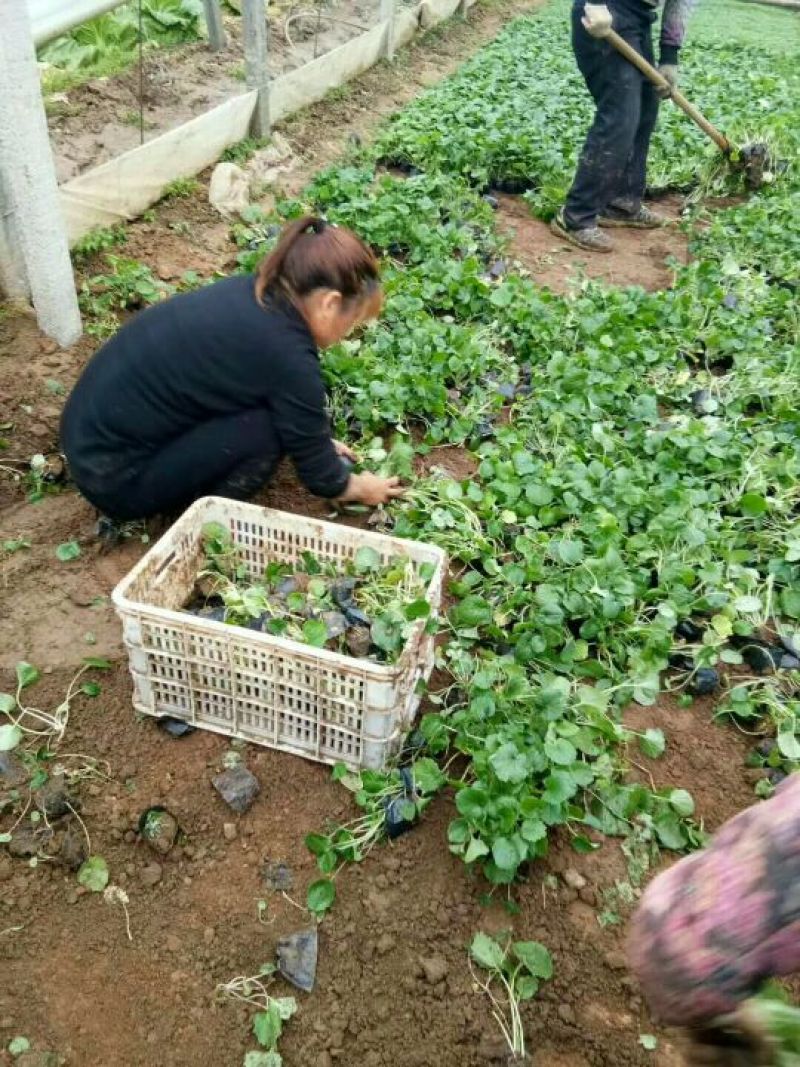 二月兰，基地直销，常年供应各种绿化苗木，