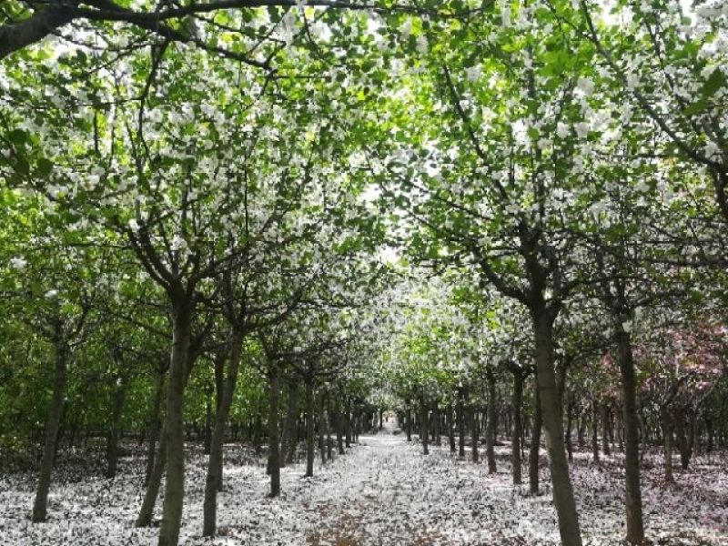 北美海棠，新雪