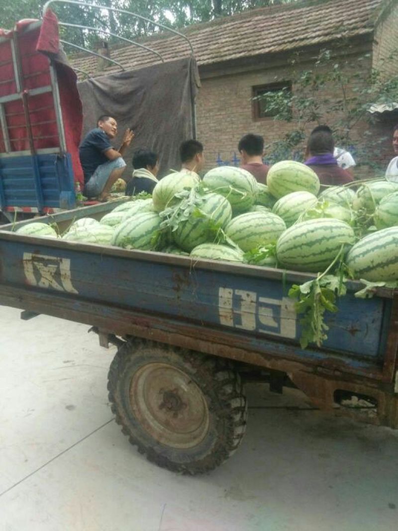 诚信第一，龙卷风，8成熟以上，货源充足，1茬