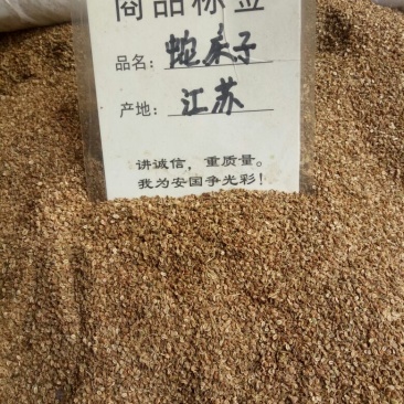 中药材批发蛇床子原型态
