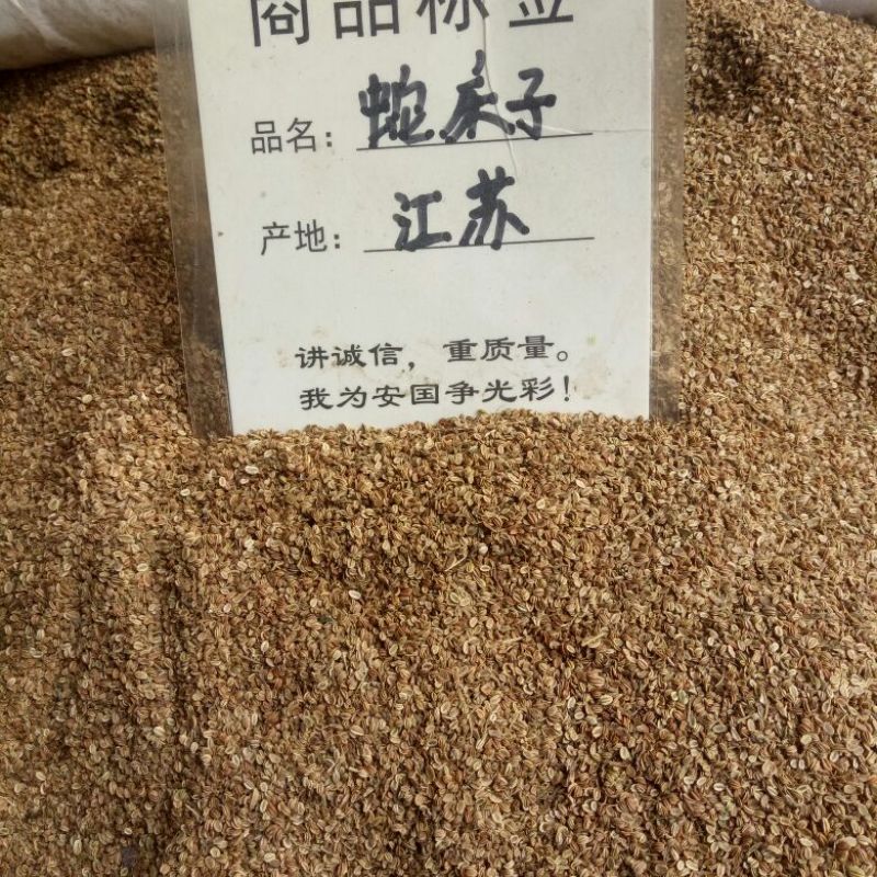 中药材批发蛇床子原型态
