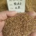 中药材批发蛇床子原型态