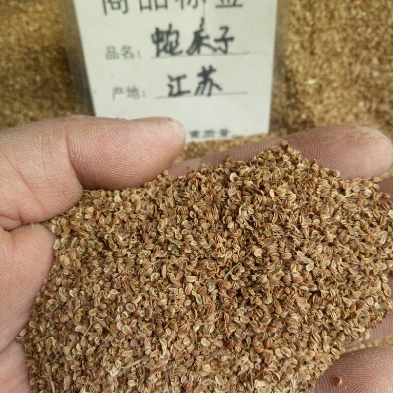 中药材批发蛇床子原型态
