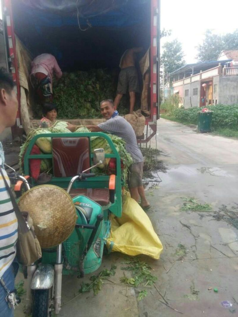 诚信第一，龙卷风，8成熟以上，货源充足，1茬