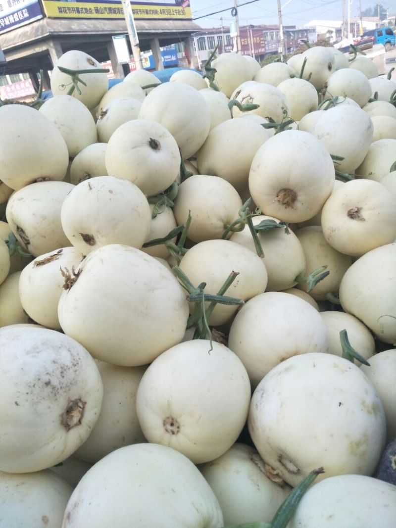 精品白沙蜜甜瓜，大量上市1.5斤以上皮薄脆甜可视频看货
