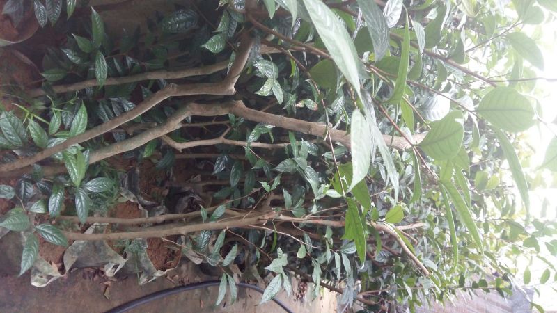 野生金茶树苗