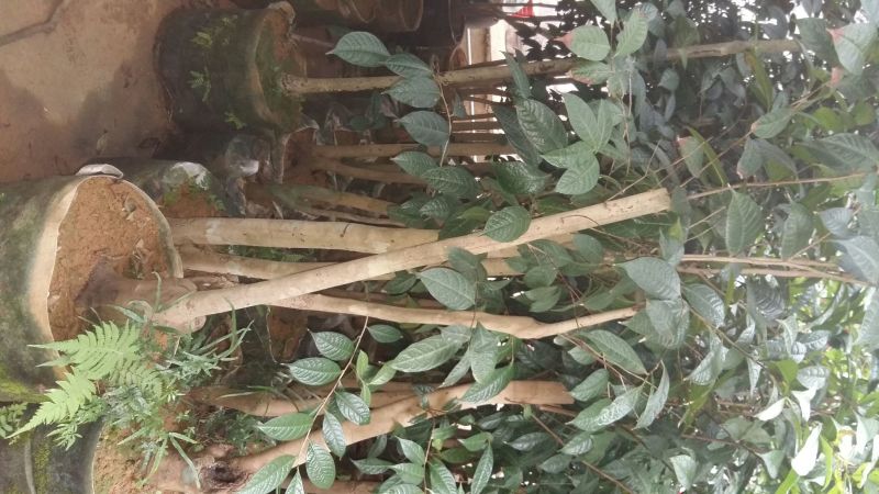 野生金茶树苗