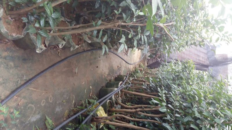 野生金茶树苗