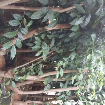 野生金茶树苗