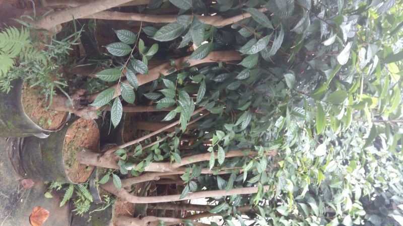 野生金茶树苗