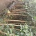 野生金茶树苗