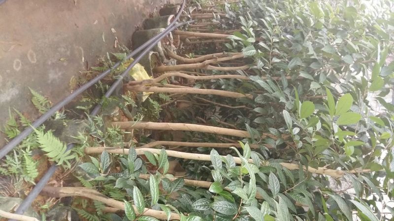 野生金茶树苗