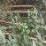 野生金茶树苗