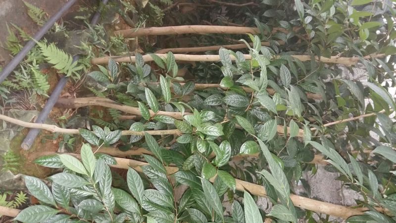 野生金茶树苗