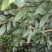 野生金茶树苗